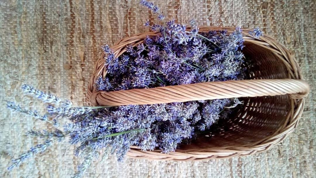 Soba Lavanda クラドヴォ エクステリア 写真