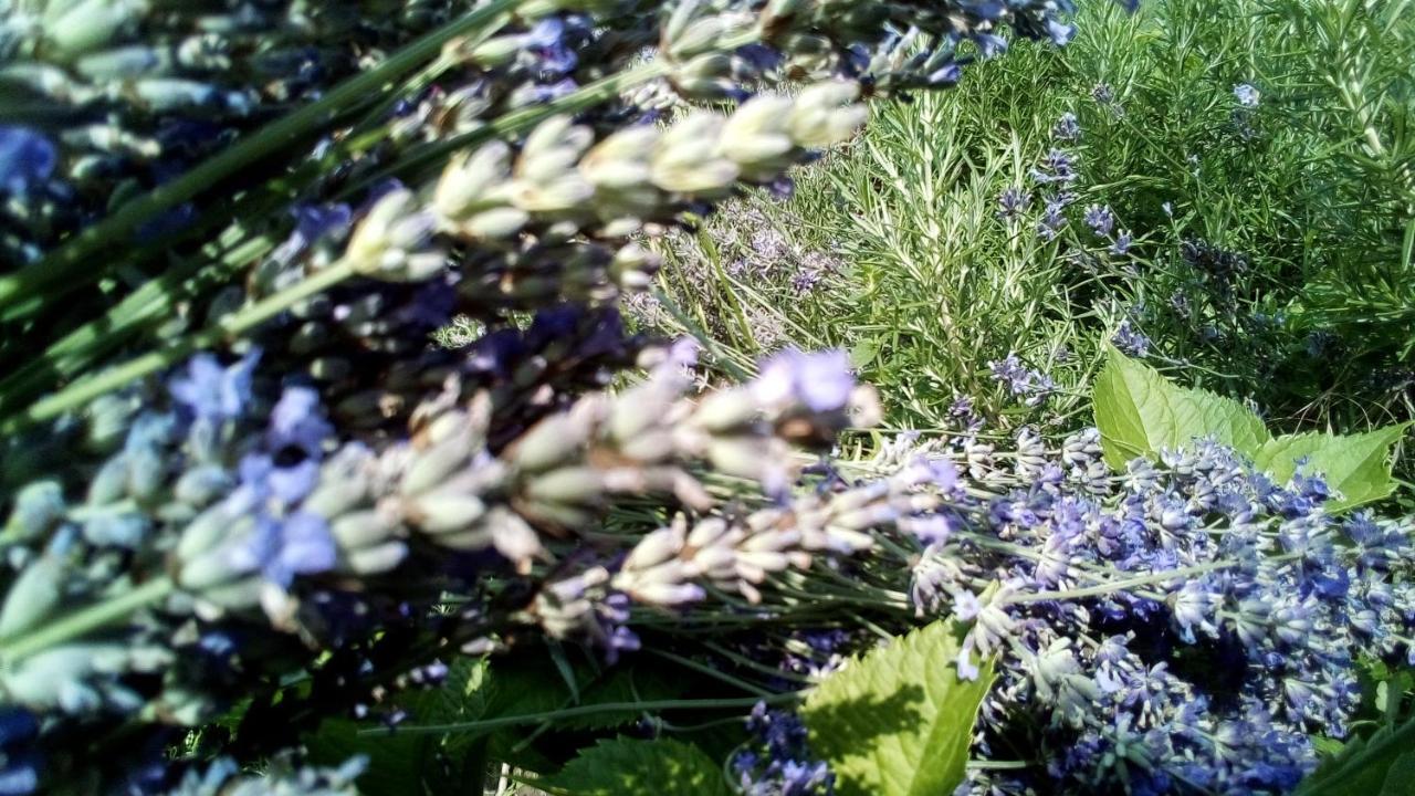 Soba Lavanda クラドヴォ エクステリア 写真